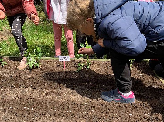 GR III Zakładamy ogródek warzywny