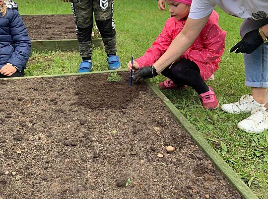 GR III Zakładamy ogródek warzywny