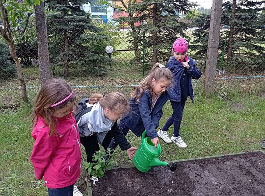 GR IV Zakładamy ogródek warzywny