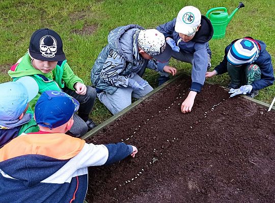 GR IV Zakładamy ogródek warzywny