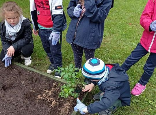 GR IV Zakładamy ogródek warzywny