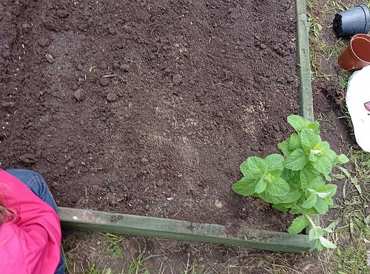 GR IV Zakładamy ogródek warzywny