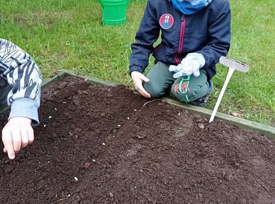 GR IV Zakładamy ogródek warzywny