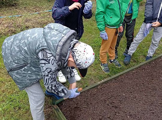 GR IV Zakładamy ogródek warzywny