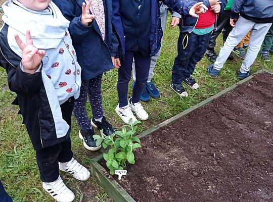 GR IV Zakładamy ogródek warzywny