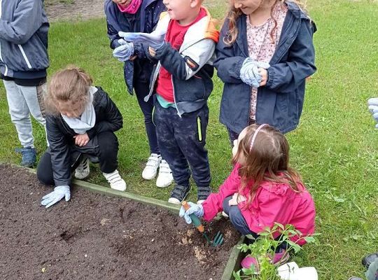 GR IV Zakładamy ogródek warzywny