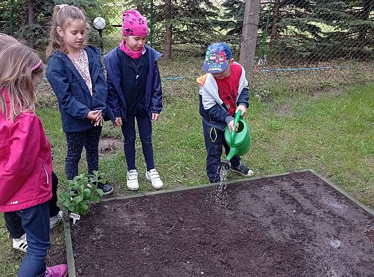 GR IV Zakładamy ogródek warzywny