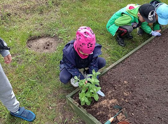 GR IV Zakładamy ogródek warzywny