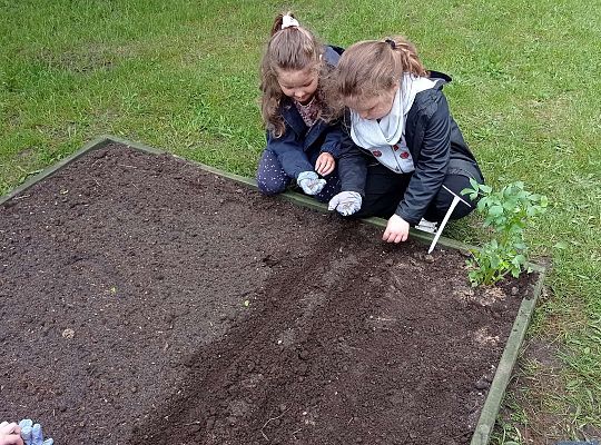 GR IV Zakładamy ogródek warzywny