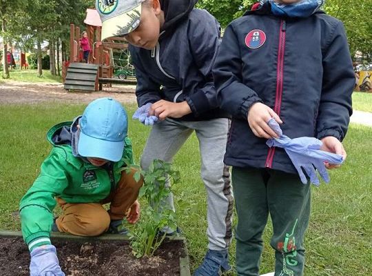 GR IV Zakładamy ogródek warzywny