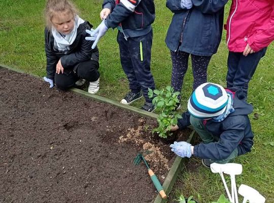 GR IV Zakładamy ogródek warzywny