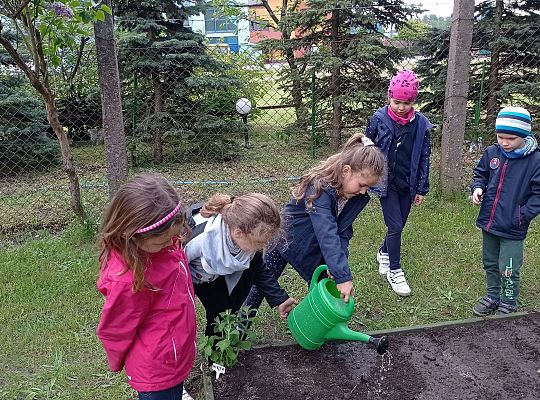 GR IV Zakładamy ogródek warzywny