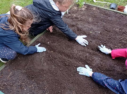 GR IV Zakładamy ogródek warzywny