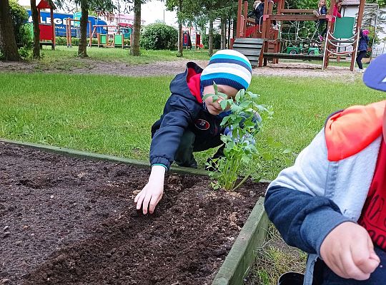 GR IV Zakładamy ogródek warzywny
