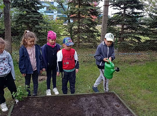 GR IV Zakładamy ogródek warzywny