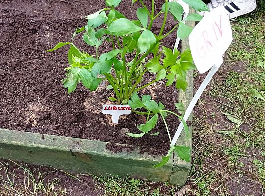 GR IV Zakładamy ogródek warzywny