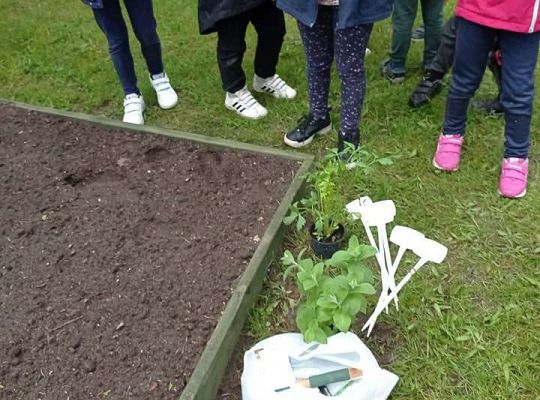 GR IV Zakładamy ogródek warzywny