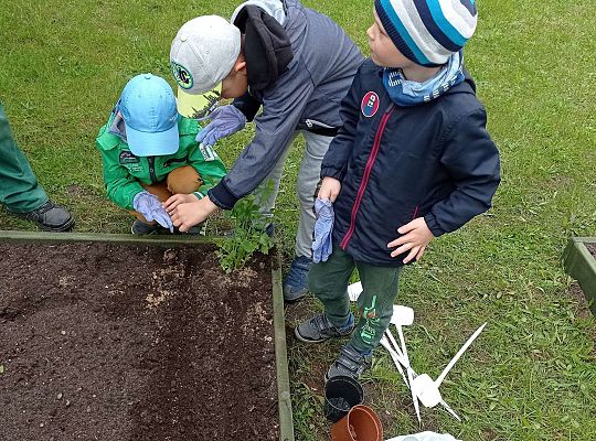 GR IV Zakładamy ogródek warzywny
