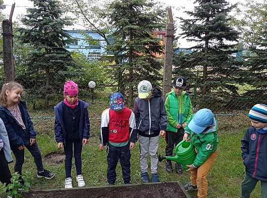 GR IV Zakładamy ogródek warzywny