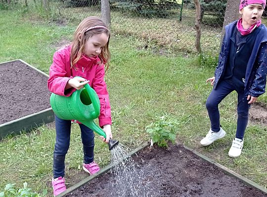 GR IV Zakładamy ogródek warzywny