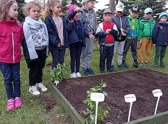 GR IV Zakładamy ogródek warzywny