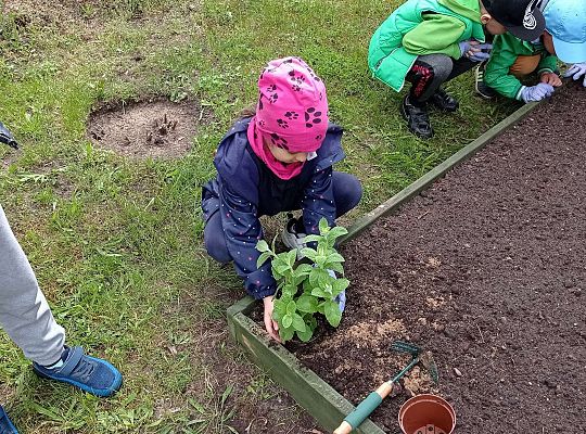 GR IV Zakładamy ogródek warzywny
