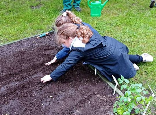 GR IV Zakładamy ogródek warzywny