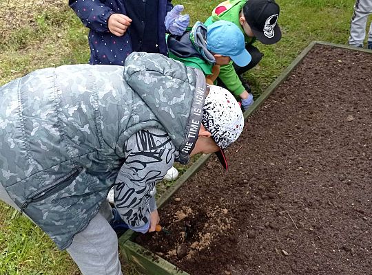 GR IV Zakładamy ogródek warzywny