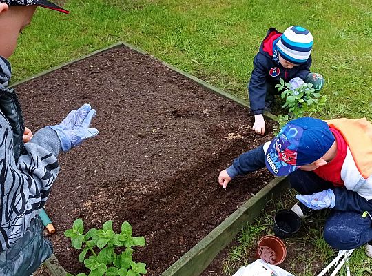 GR IV Zakładamy ogródek warzywny