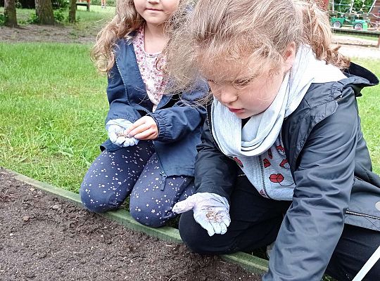 GR IV Zakładamy ogródek warzywny