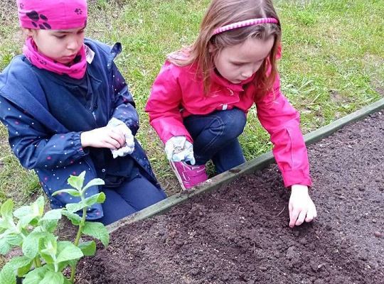 GR IV Zakładamy ogródek warzywny