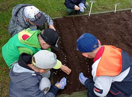 GR IV Zakładamy ogródek warzywny