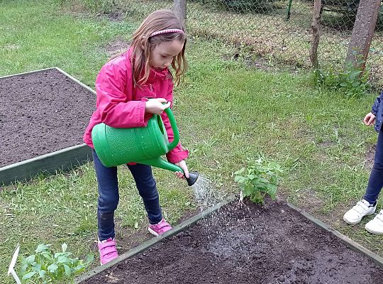 GR IV Zakładamy ogródek warzywny