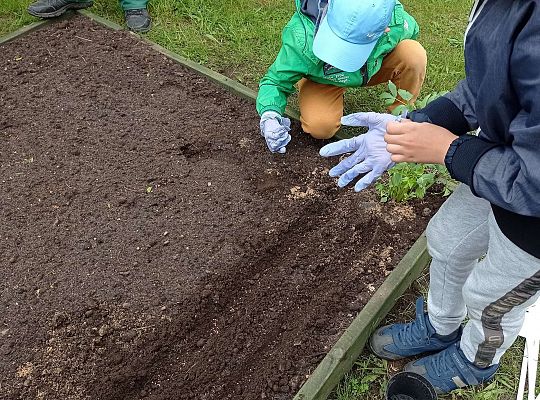 GR IV Zakładamy ogródek warzywny