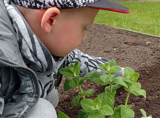 GR IV Zakładamy ogródek warzywny