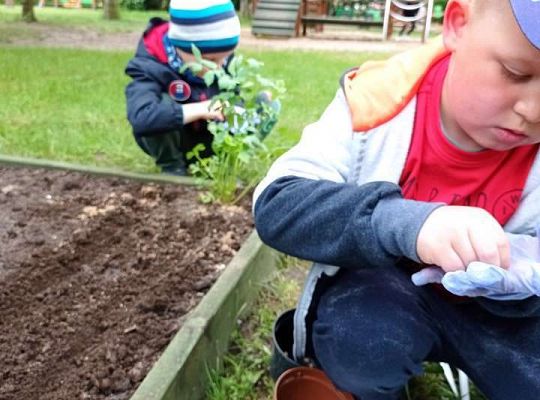 GR IV Zakładamy ogródek warzywny