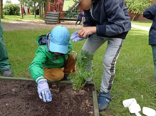 GR IV Zakładamy ogródek warzywny