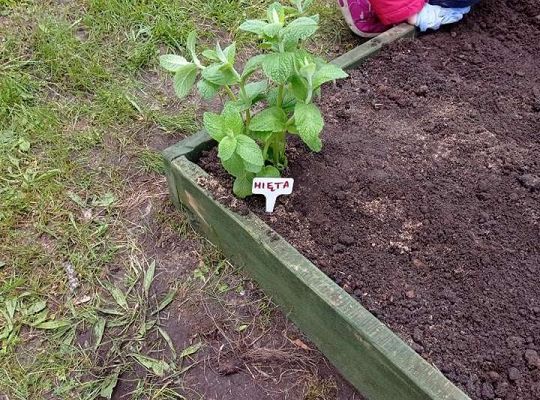 GR IV Zakładamy ogródek warzywny