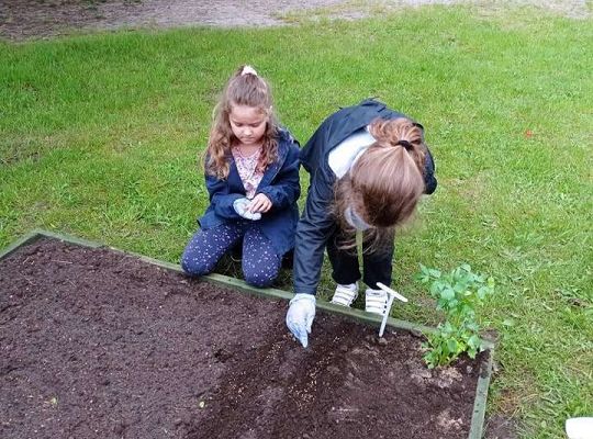 GR IV Zakładamy ogródek warzywny