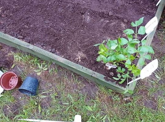 GR IV Zakładamy ogródek warzywny