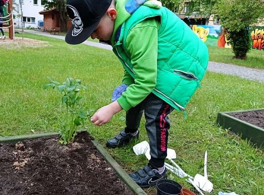 GR IV Zakładamy ogródek warzywny