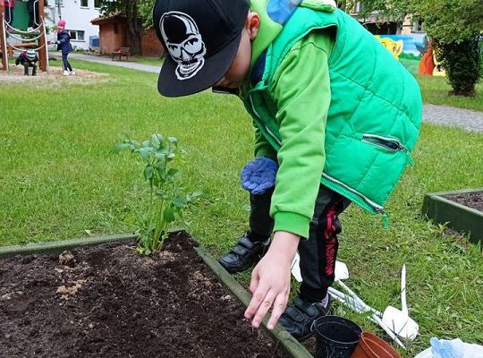 GR IV Zakładamy ogródek warzywny