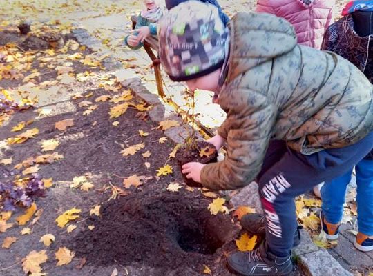 Nowe rośliny w przedszkolnym ogrodzie