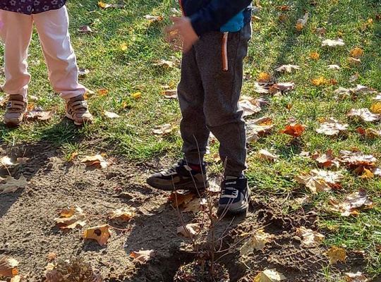 Nowe rośliny w przedszkolnym ogrodzie