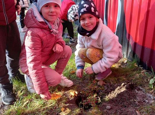 Nowe rośliny w przedszkolnym ogrodzie