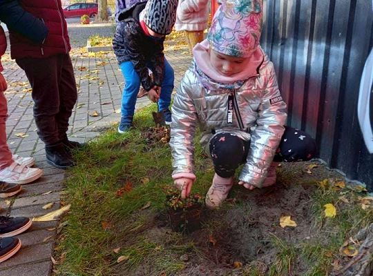 Nowe rośliny w przedszkolnym ogrodzie