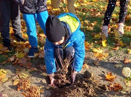 Nowe rośliny w przedszkolnym ogrodzie