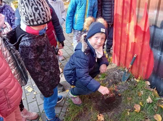Nowe rośliny w przedszkolnym ogrodzie