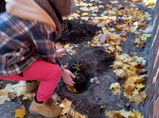 Nowe rośliny w przedszkolnym ogrodzie