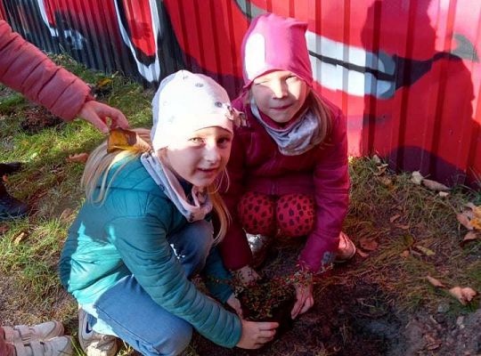 Nowe rośliny w przedszkolnym ogrodzie